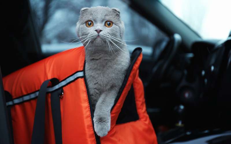 Безопасная перевозка животных в автомобиле: 10 простых правил