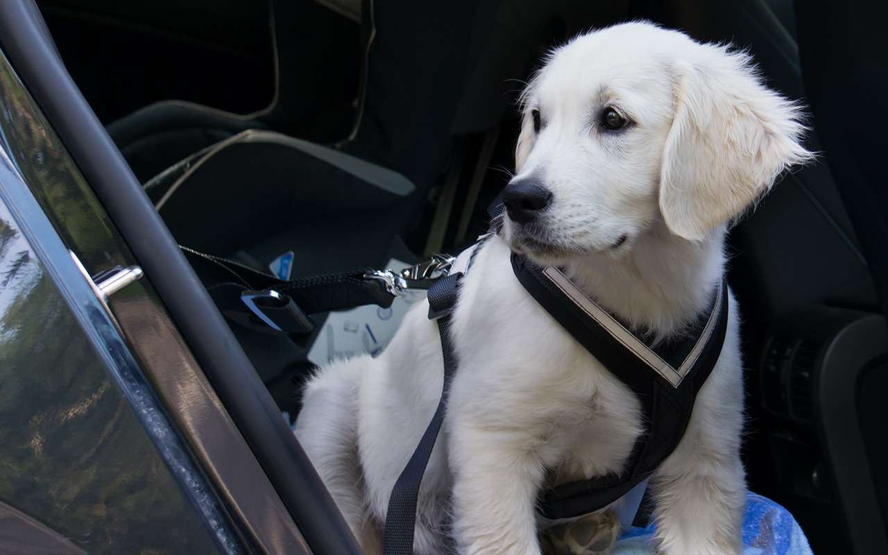 Безопасная перевозка животных в автомобиле: 10 простых правил — фото 978669