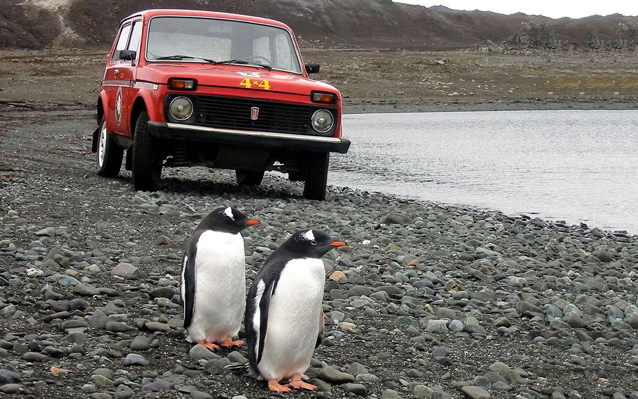 В течение 15 лет, с 1990 года, обычная Нива работала в Антарктиде, на станции Беллинсгаузен, куда ее доставили по просьбе полярников. Сейчас автомобиль находится в вазовском музее.
