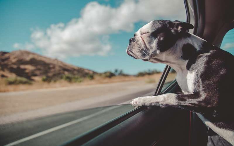Собака в машине: все заблуждения хозяев