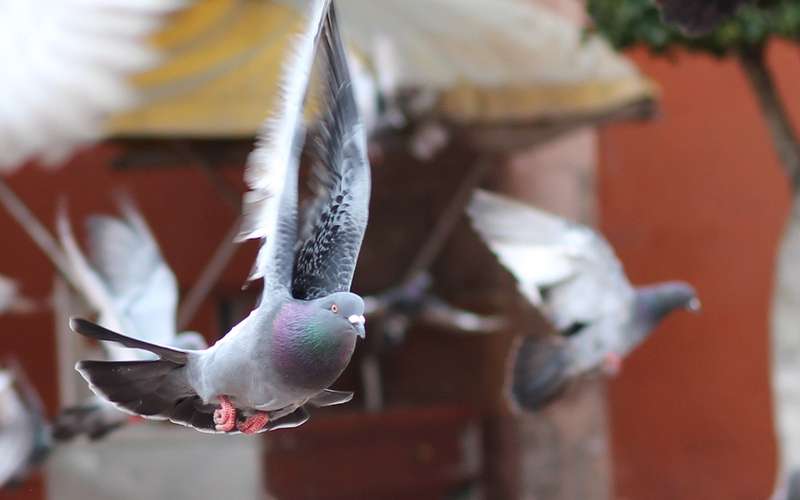 Птичку жалко: голубь попался на превышении скорости