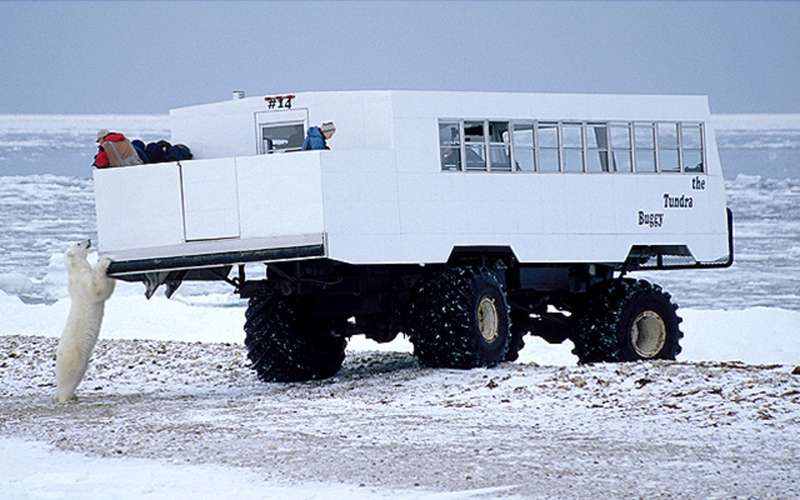 Для поездок к медведям: автобус-вездеход Tundra Buggy