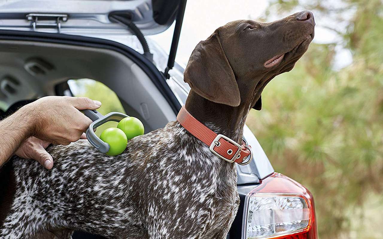 Ваша собака пролает «спасибо»: 13 полезных штук для путешествий — фото 987724